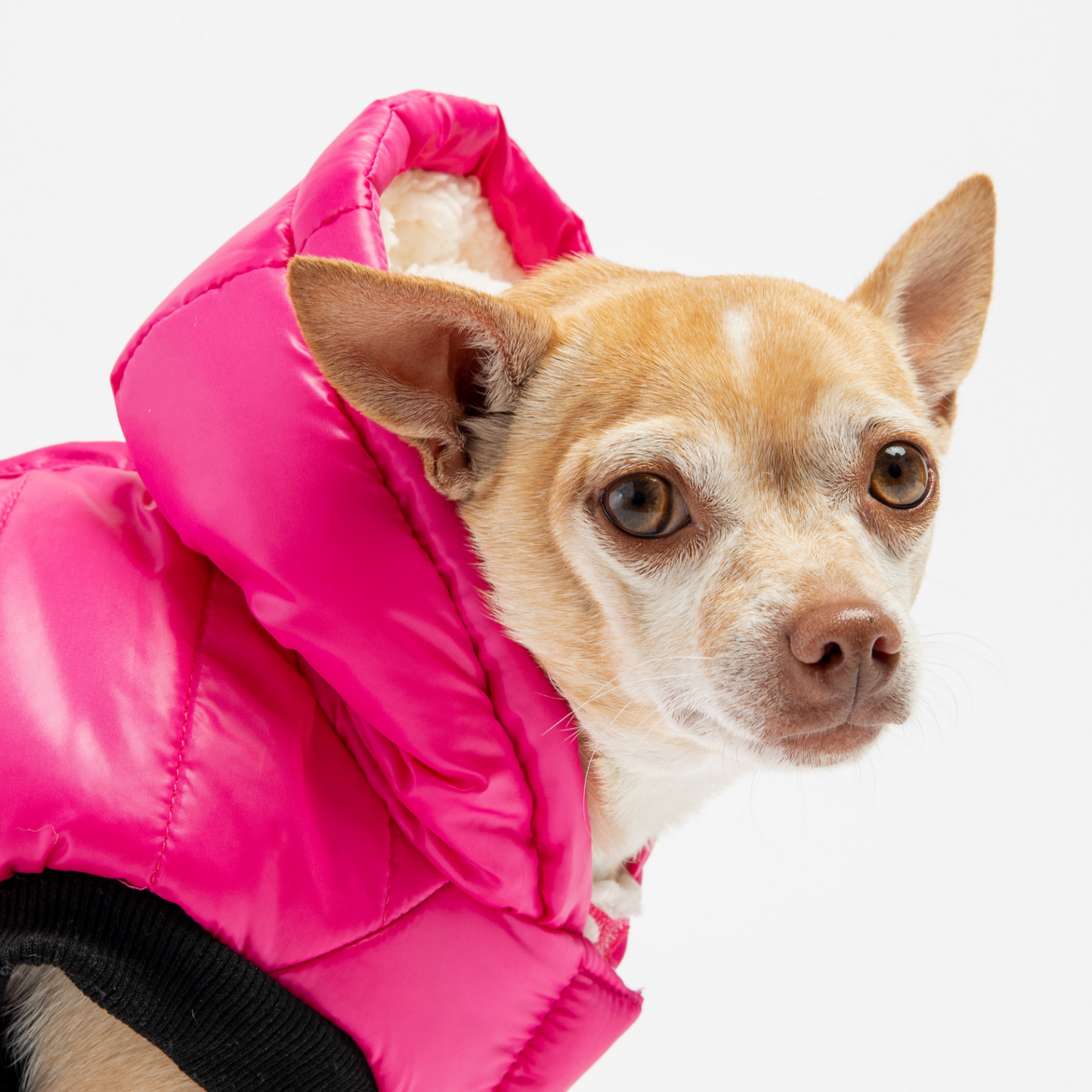 Emma Dog Jacket - Rasberry